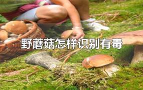野蘑菇怎样识别有毒