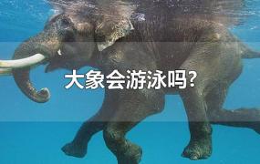 大象会游泳吗?