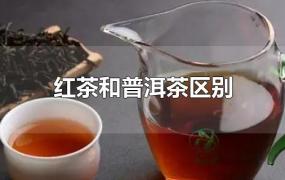 红茶和普洱茶区别