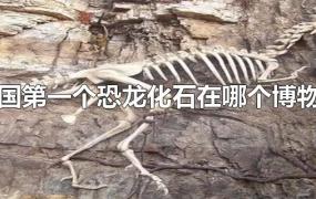 中国第一个恐龙化石在哪个博物馆