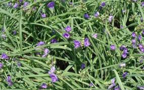 紫露草的功效与作用 紫露草的养殖方法