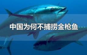 中国为何不捕捞金枪鱼