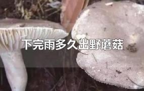 下完雨多久出野蘑菇