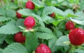 蛇莓草怎么吃 蛇莓草的食用方法