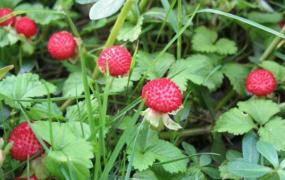 蛇莓草的功效与作用 蛇莓草的副作用