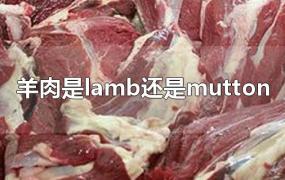 羊肉是lamb还是mutton