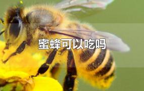 蜜蜂可以吃吗