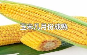 玉米几月份成熟