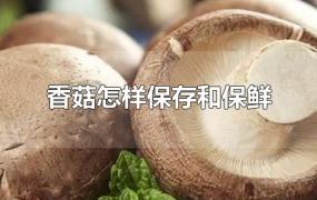 香菇怎样保存和保鲜