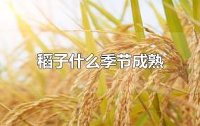 稻子什么季节成熟