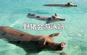 野猪会游泳吗