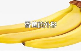 香蕉的外形