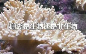 珊瑚是生物还是非生物