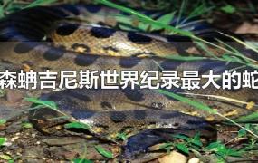森蚺吉尼斯世界纪录最大的蛇