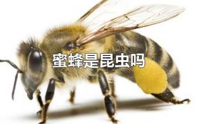 蜜蜂是昆虫吗