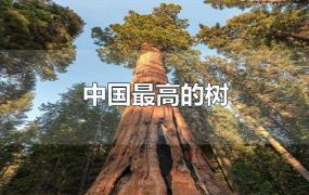 中国最高的树
