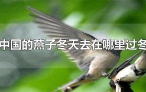 中国的燕子冬天去在哪里过冬