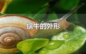 蜗牛的外形