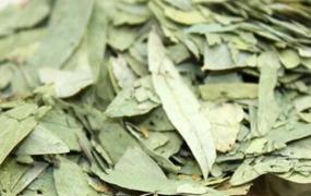 番泻叶茶的功效与作用 番泻叶茶的禁忌