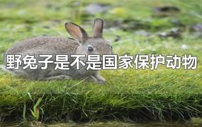 野兔子是不是国家保护动物