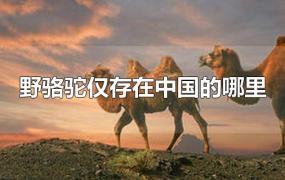 野骆驼仅存在中国的哪里