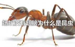 蚂蚁没有翅膀为什么是昆虫