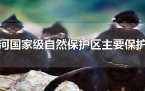 麻阳河国家级自然保护区主要保护对象
