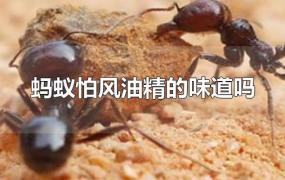 蚂蚁怕风油精的味道吗
