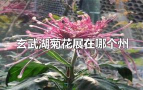 玄武湖菊花展在哪个州