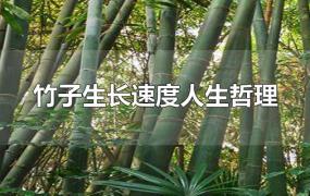 竹子生长速度人生哲理