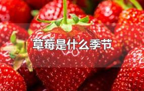 草莓是什么季节