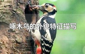 啄木鸟的外貌特征描写