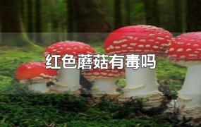 红色蘑菇有毒吗