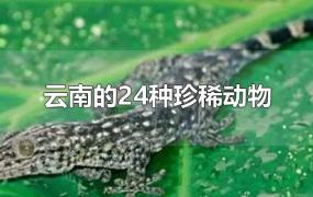 云南的24种珍稀动物