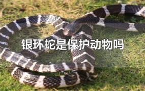 银环蛇是保护动物吗