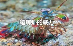 螳螂虾的威力