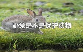 野兔是不是保护动物