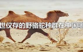 当世仅存的野骆驼种群在中国哪里