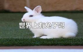 世界上有兔子吗