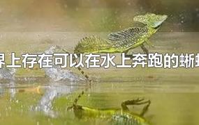世界上存在可以在水上奔跑的蜥蜴吗