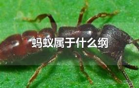 蚂蚁属于什么纲