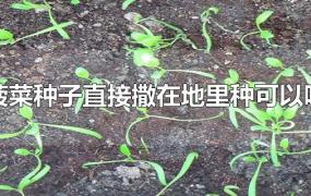 菠菜种子直接撒在地里种可以吗