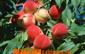 水蜜桃种植和施肥管理