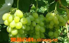 青提葡萄品种有哪些 青提葡萄的营养价值