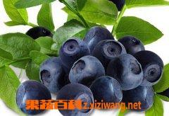 新鲜蓝莓怎么吃 蓝莓的吃法技巧