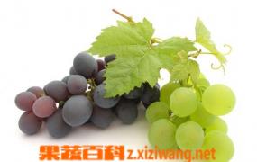 水晶葡萄和种植及病虫害防治
