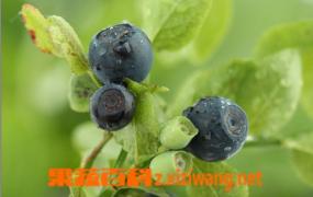 野生蓝莓能保护视力吗