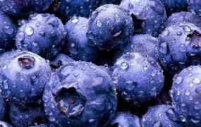 蓝莓的作用和食用方法