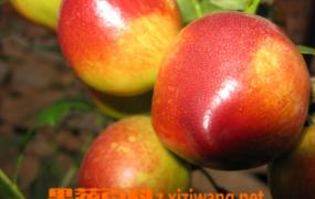 大棚油桃管理技术 油桃种植技巧
