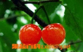 樱桃的营养价值和营养成份